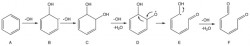 Scheme 1. Proposed mechanism of the oxidation of benzene by hydroxyl radicals
